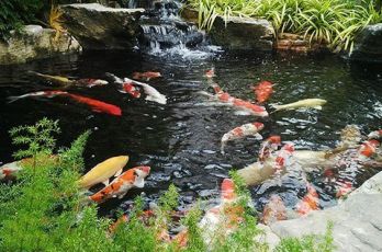 Công Ty Tư Vấn - Thiết Kế - Thi Công Hồ Cá Cảnh Đẹp Theo Yêu Cầu Tại Đà Nẵng - Quảng Nam